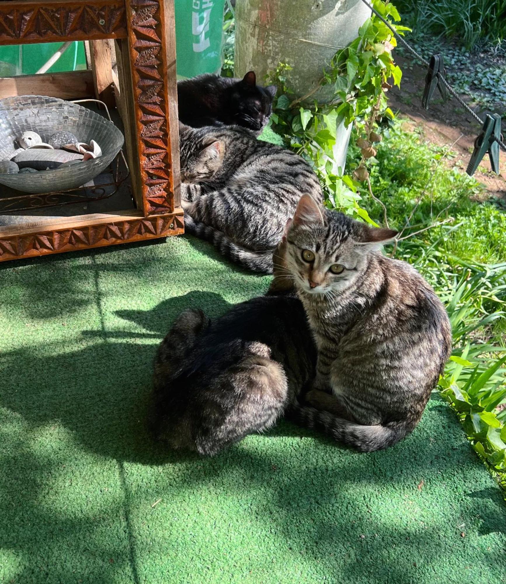 Guesthouse Eco Chakvi Cameră foto